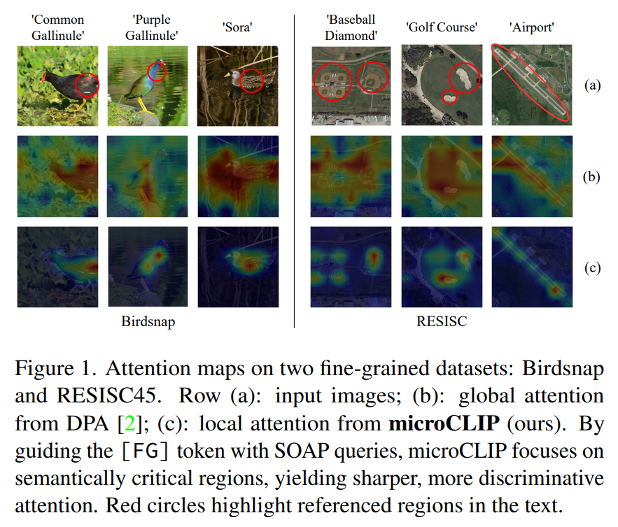 Attention maps (Birdsnap/RESISC)
