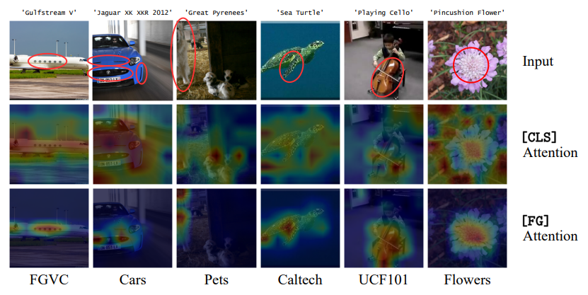 Attention comparison between CLS and FG tokens